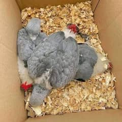 African grey parrot checks for sale =343=0822=838/