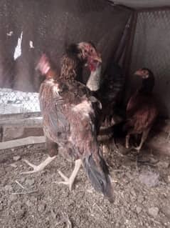 Hens 4