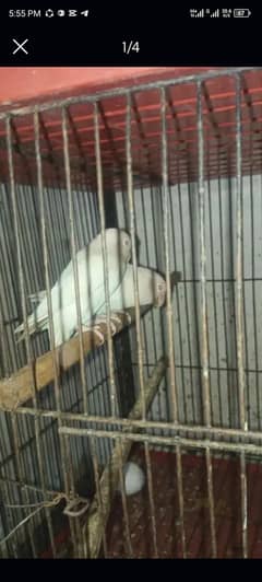 Albino pair & Aseel chicks