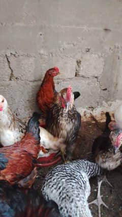 Desi hen