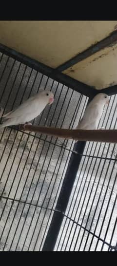 to breeder pair