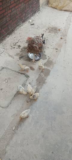 8 chicks with hen  03445514172
