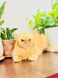 Persian Cat | Persian Kitten | Tripple Coated | 03272662719 | Punch