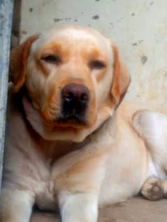 female lab