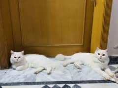 Persian