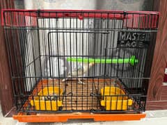 parrot