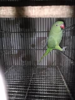 Ringneck female for breeding purpose awaaz vagaira nikalti hai