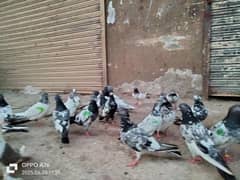 pagion for sall contact 03234579723