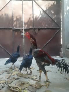aseel