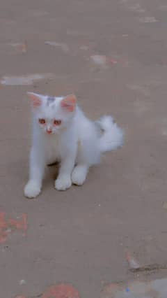 persian