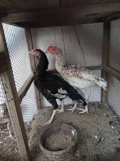 aseel Sindhi urgent sale