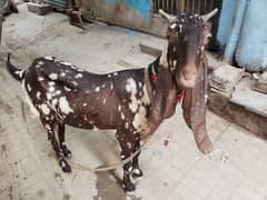 bakri