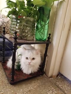 Double Coated Persian Cat