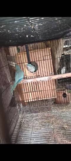 blue monk pair