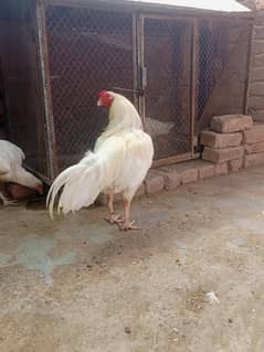 heera