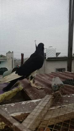 Large size pouter for sale