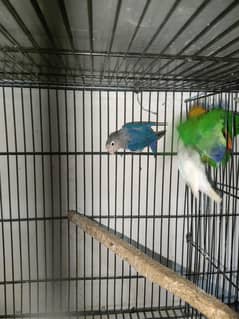lovebirds