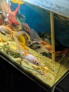 fish tank with fully set