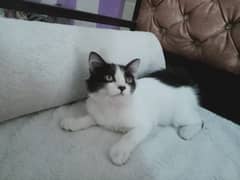 Fluffy, Friendly Long-Haired Cat Kitten for Sale