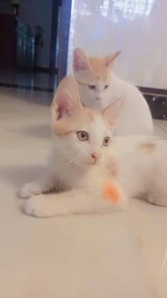 3 kittens for sale  all males and same color