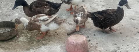 duck for sell 2 pair 1 black 1 wait mix