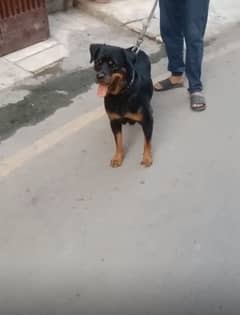 pedegree
