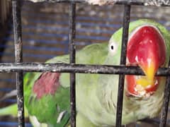 Raw Breeding pair