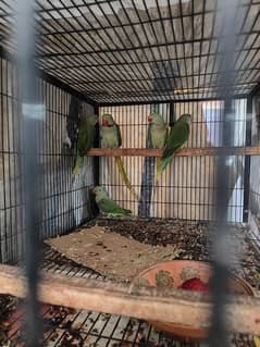 raw chicks available