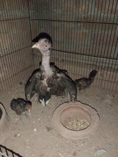 hen