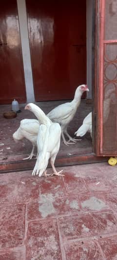 Heera Aseel Paper white 2 male / 4 female