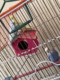King size Australian parrot for sale