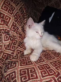 Persian Cat