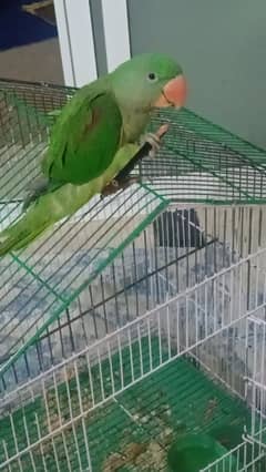 Parrot