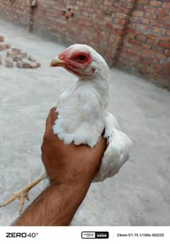 Heera
