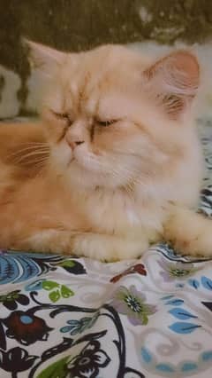 female cat punch face triple coat forsale