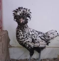POLISH AND SILKIE HENS