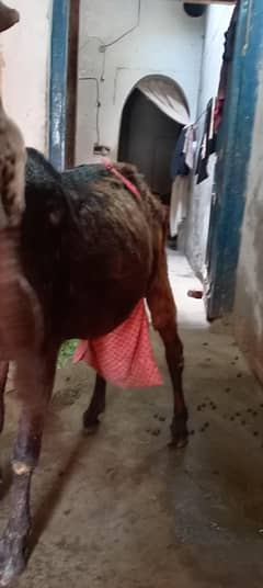 bakri