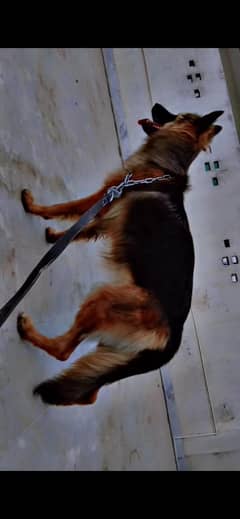 German