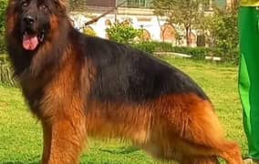 German Shepherd dog for urgent sale WhatsApp 0324,67,11,890