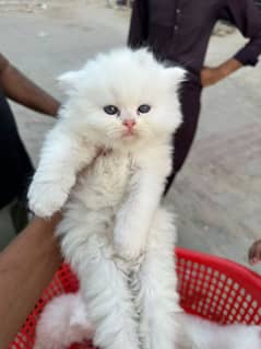 blue eyes white Persian kitten|Triple long coat |WhatsApp. 03250387943