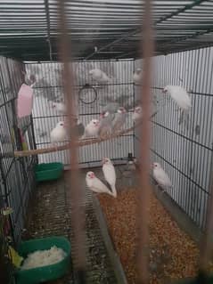 white and grey jawa finch pr piece