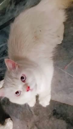 Cat for sale