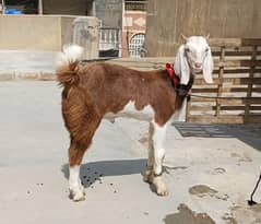 Top Quality Lal Chamba & Ablak Male Kids