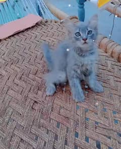 beautiful  kitten WhatsApp number 3075664404