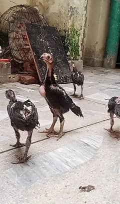 Japanese Shamo Madi & Black Chick's Available