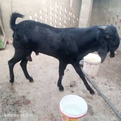 betal