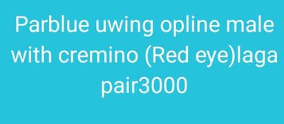 parblue uwing opline male with cremino (red eye) female pair