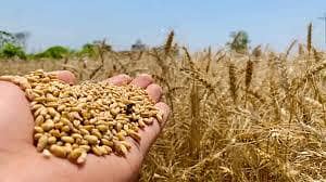 Wheat for sale  For sale
