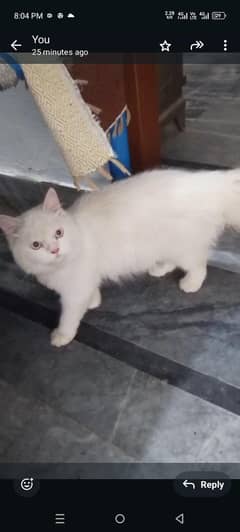 cat for sale