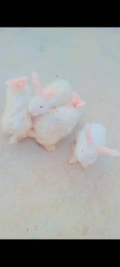 Rabbit for sale